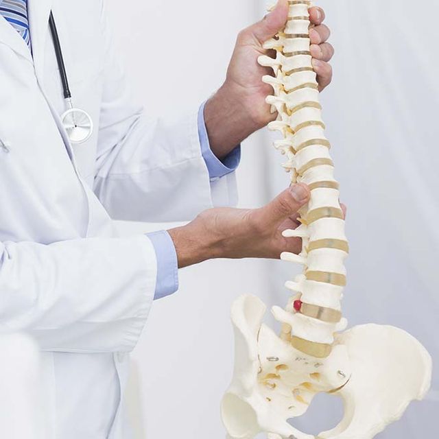 Doctor con columna vertebral anatómica